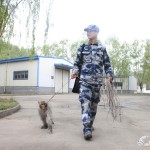 China’s Military Monkey Commandos: destroy nests for aircraft safety